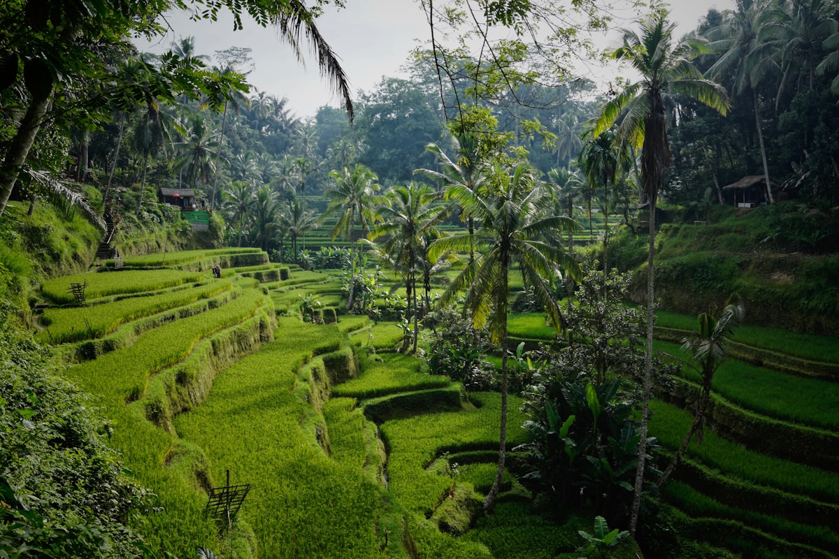 Bali | Your Ultimate Guide